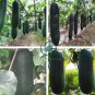 Black Wax Gourd Seed Best Garden Plants Vegetable 16 Seeds