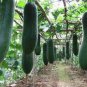 Black Wax Gourd Seed Best Garden Plants Vegetable 16 Seeds