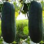 Black Wax Gourd Seed Best Garden Plants Vegetable 16 Seeds