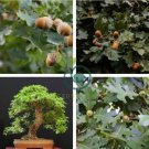Oak Tree Bonsia Shrub  20 Seeds