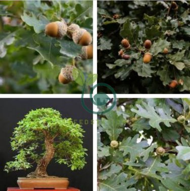 Oak Tree Bonsia Shrub  20 Seeds