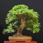 Oak Tree Bonsia Shrub  20 Seeds