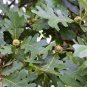 Oak Tree Bonsia Shrub  20 Seeds