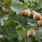 Oak Tree Bonsia Shrub  20 Seeds