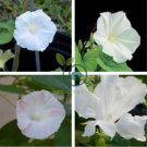 White Hige Morning Glory 100 Seeds