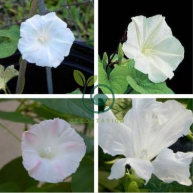 White Hige Morning Glory 100 Seeds