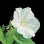 White Hige Morning Glory 100 Seeds