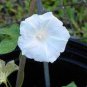 White Hige Morning Glory 100 Seeds