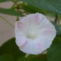 White Hige Morning Glory 100 Seeds