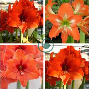 Amaryllis Not Bulbs - Orange Red Color 200  Seeds