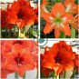 Amaryllis Not Bulbs - Orange Red Color 200  Seeds