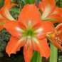 Amaryllis Not Bulbs - Orange Red Color 200  Seeds