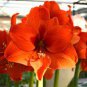 Amaryllis Not Bulbs - Orange Red Color 200  Seeds