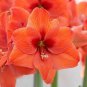 Amaryllis Not Bulbs - Orange Red Color 200  Seeds