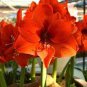 Amaryllis Not Bulbs - Orange Red Color 200 Seeds