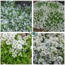Creeping Thyme Bonsai or Blue Rock CRESS Plant 1000 Seeds