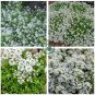 Creeping Thyme Bonsai or Blue Rock CRESS Plant 1000 Seeds