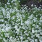 Creeping Thyme Bonsai or Blue Rock CRESS Plant 1000 Seeds