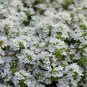 Creeping Thyme Bonsai or Blue Rock CRESS Plant 1000 Seeds