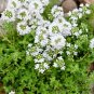 Creeping Thyme Bonsai or Blue Rock CRESS Plant 1000 Seeds