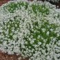 Creeping Thyme Bonsai or Blue Rock CRESS Plant 1000 Seeds
