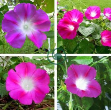 Split Personality Ipomoea Purpurea Morning Glory 100 Seeds