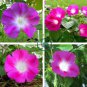 Split Personality Ipomoea Purpurea Morning Glory 100 Seeds