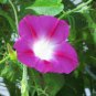 Split Personality Ipomoea Purpurea Morning Glory 100 Seeds