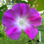 Split Personality Ipomoea Purpurea Morning Glory 100 Seeds