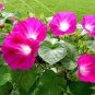 Split Personality Ipomoea Purpurea Morning Glory 100 Seeds