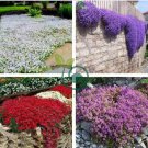 Creeping Thyme Seeds Rock CRESS Plant - Apple Green Flowers 400 Seeds