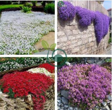 Creeping Thyme Seeds Rock CRESS Plant - Apple Green Flowers 400 Seeds