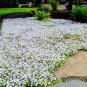 Creeping Thyme Seeds Rock CRESS Plant - Apple Green Flowers 400 Seeds