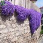 Creeping Thyme Seeds Rock CRESS Plant - Apple Green Flowers 400 Seeds