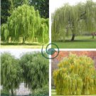 Salix Babylonica Tree 200 Seeds