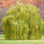 Salix Babylonica Tree 200 Seeds
