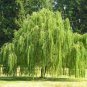 Salix Babylonica Tree 200 Seeds