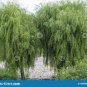 Salix Babylonica Tree 200 Seeds