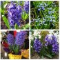 Hyacinth Bulb 2 Seeds