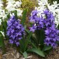 Hyacinth Bulb 2 Seeds