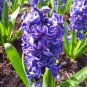 Hyacinth Bulb 2 Seeds