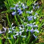 Hyacinth Bulb 2 Seeds