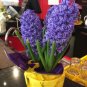 Hyacinth Bulb 2 Seeds