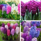 Hyacinthus Orientalis Seeds (NOT Bulbs) 200 Seeds