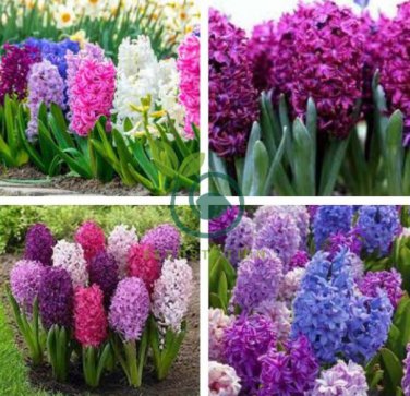 Hyacinthus Orientalis Seeds (NOT Bulbs) 200 Seeds