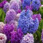 Hyacinthus Orientalis Seeds (NOT Bulbs) 200 Seeds