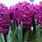 Hyacinthus Orientalis Seeds (NOT Bulbs) 200 Seeds
