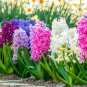 Hyacinthus Orientalis Seeds (NOT Bulbs) 200 Seeds