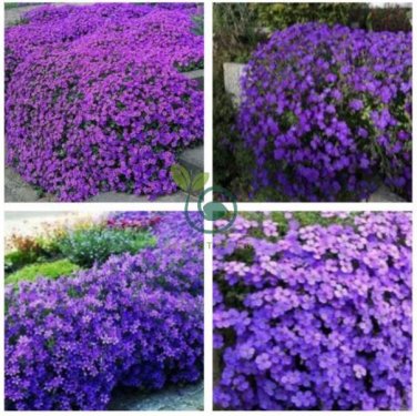 Rare Color Rock CRESS Plant Perennial Ground Cover Flower Natural Growth Plants  600 Seeds
