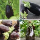 Rarest Heirloom 'Emperor' Black Pear Eggplant Vegetable 200 Seeds